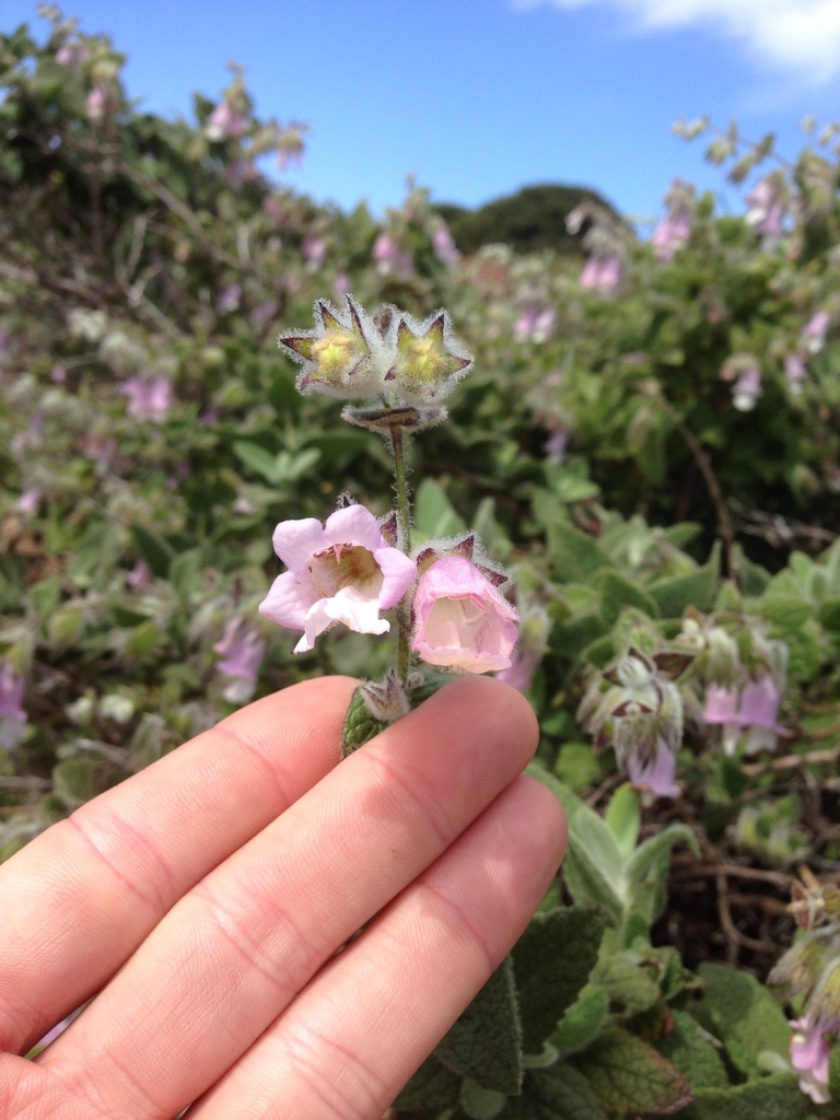 Lepechinia fragrans, Channel Islands National Park, , CA, US