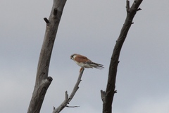 Falco cenchroides cenchroides