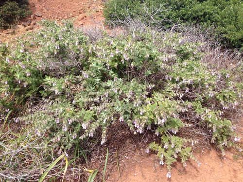 Lepechinia fragrans