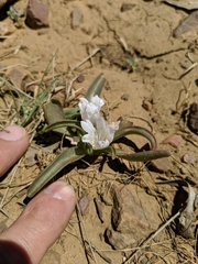 Lewisia brachycalyx
