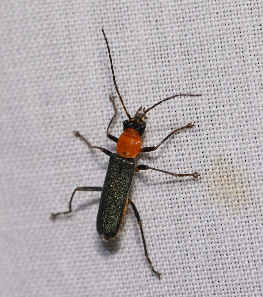 Tricolor Soldier Beetle from Manna Gum Camp, Licola VIC AU on February
