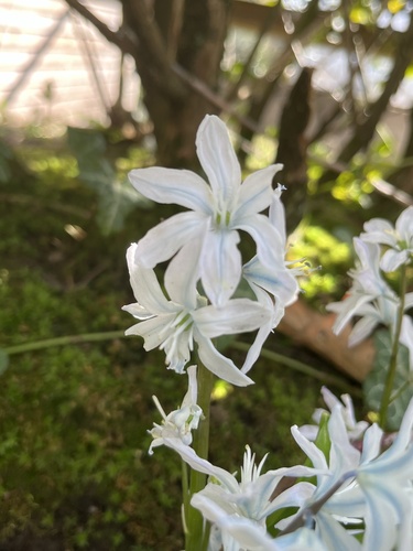 Scilla mischtschenkoana (Scilla mischtschenkoana)