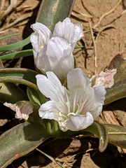 Lewisia brachycalyx