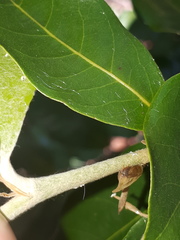 Enchenopa squamigera