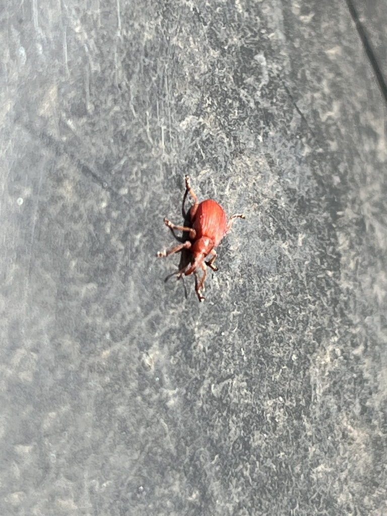 Apion frumentarium from York Racecourse, York, England, GB on March 3 ...