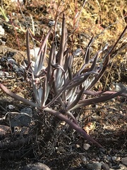 Dudleya attenuata