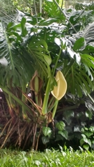 Monstera deliciosa