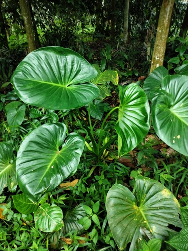 Homalomena cordata observed 2024-03-03