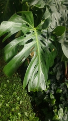 Monstera deliciosa