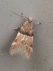 Theisoa constrictella