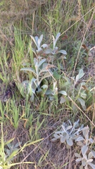 Pseudognaphalium microcephalum