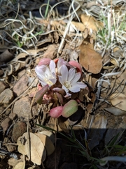 Lewisia brachycalyx