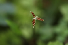 Viola inconspicua nagasakiensis