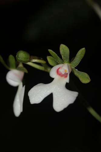 Oeonia rosea