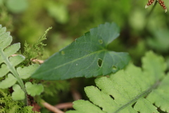 Viola inconspicua nagasakiensis