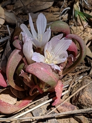 Lewisia brachycalyx