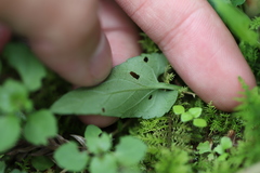 Viola inconspicua nagasakiensis