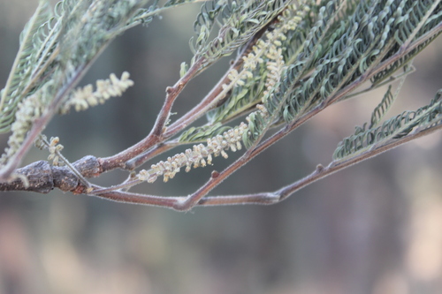 Image of Lysiloma acapulcense by (c) Viacheslav Shalisko, some rights reserved (CC BY)