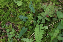 Viola inconspicua nagasakiensis