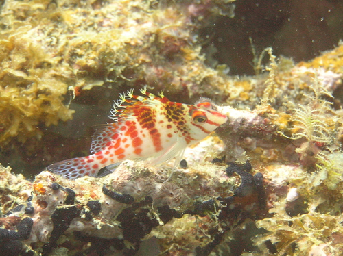 Cirrhitichthys falco observed 2005-09-04