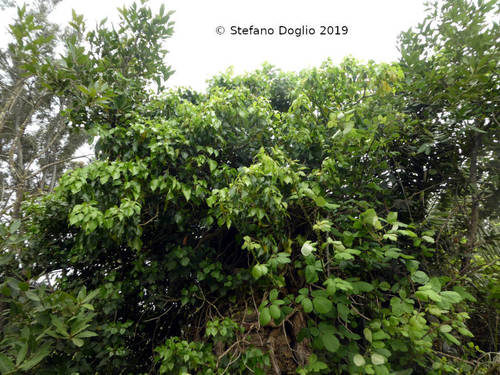 Common ivy