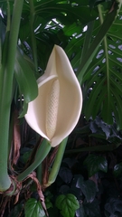 Monstera deliciosa