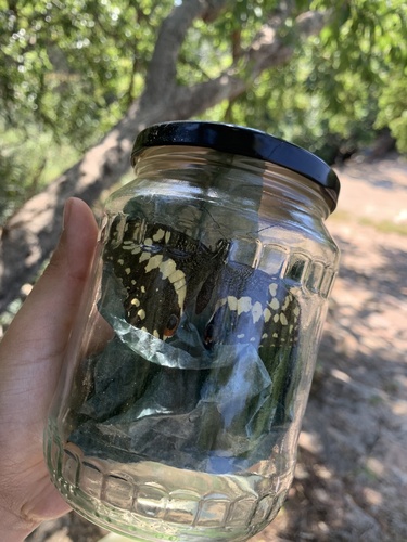Citrus Swallowtail
