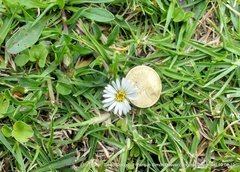 Noticastrum marginatum