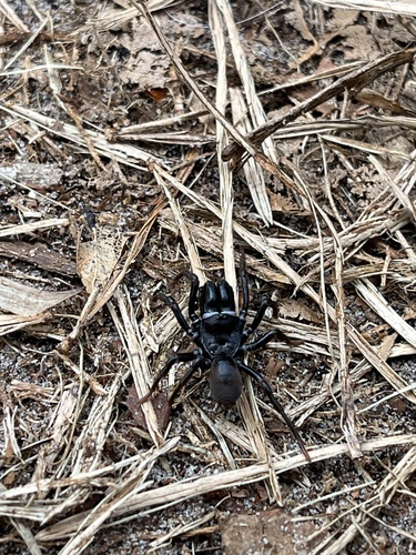 Purseweb Spider, Outer Area, Baarn, Utrecht, NL, photo 7 of 10
