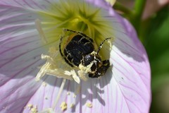 Trichiotinus texanus