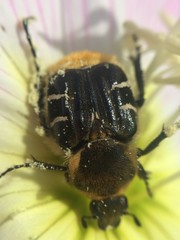 Trichiotinus texanus