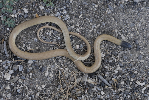 Photo of a Big Bend Blackhead Snake (Tantilla cucullata)