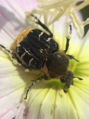 Trichiotinus texanus