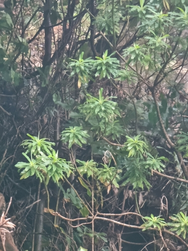Image of Euphorbia mellifera by (c) Vítor Jorge, some rights reserved (CC BY)