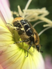 Trichiotinus texanus