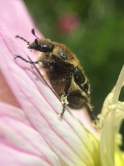 Trichiotinus texanus