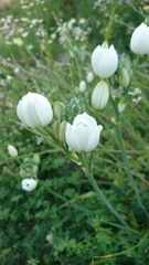 Ornithogalum arabicum