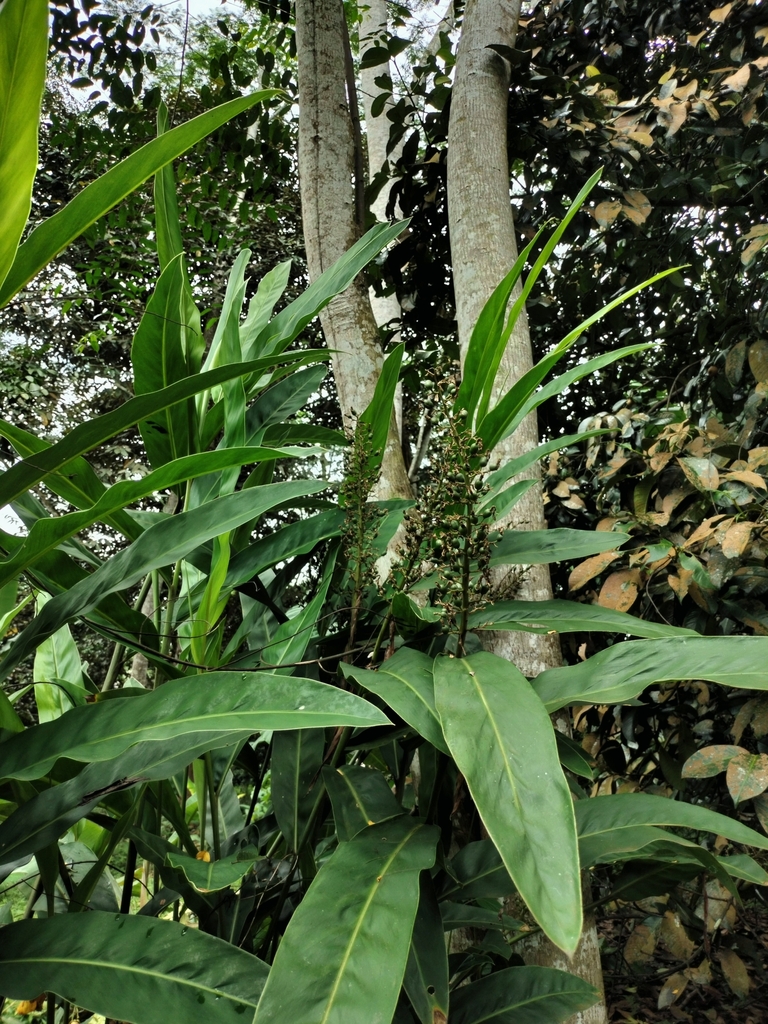 Galangal from Parungkuda, Sukabumi Regency, West Java, Indonesia on ...