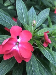 Impatiens hawkeri