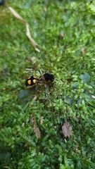 Traumatomutilla quadrinotata