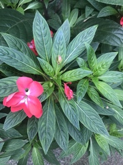 Impatiens hawkeri