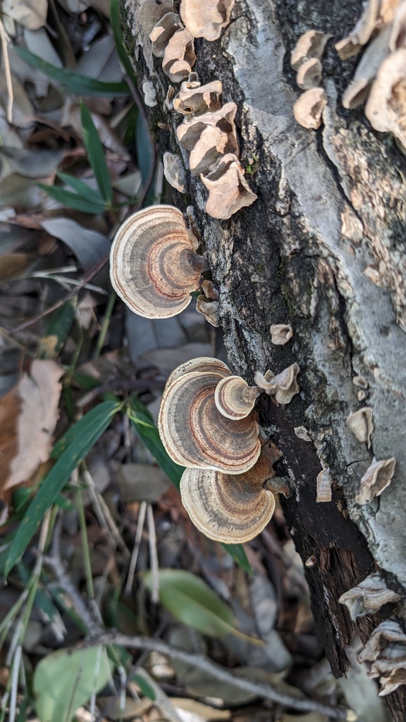 Microporus affinis · March 2024 · photo: © atsushi_nakajima_cirque (iNaturalist, cc-by)