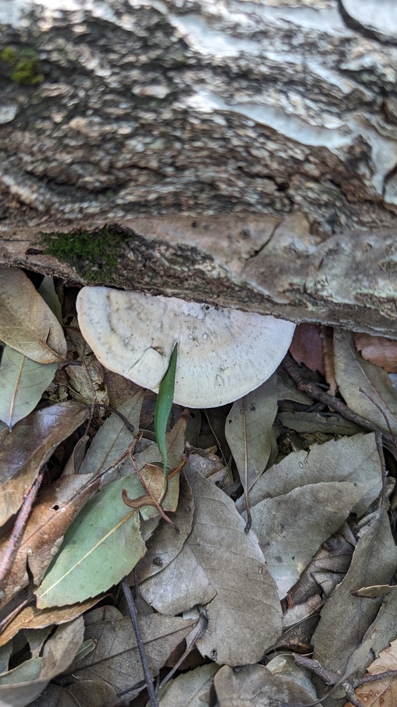 Trametes orientalis · March 2024 · photo: © atsushi_nakajima_cirque (iNaturalist, cc-by)