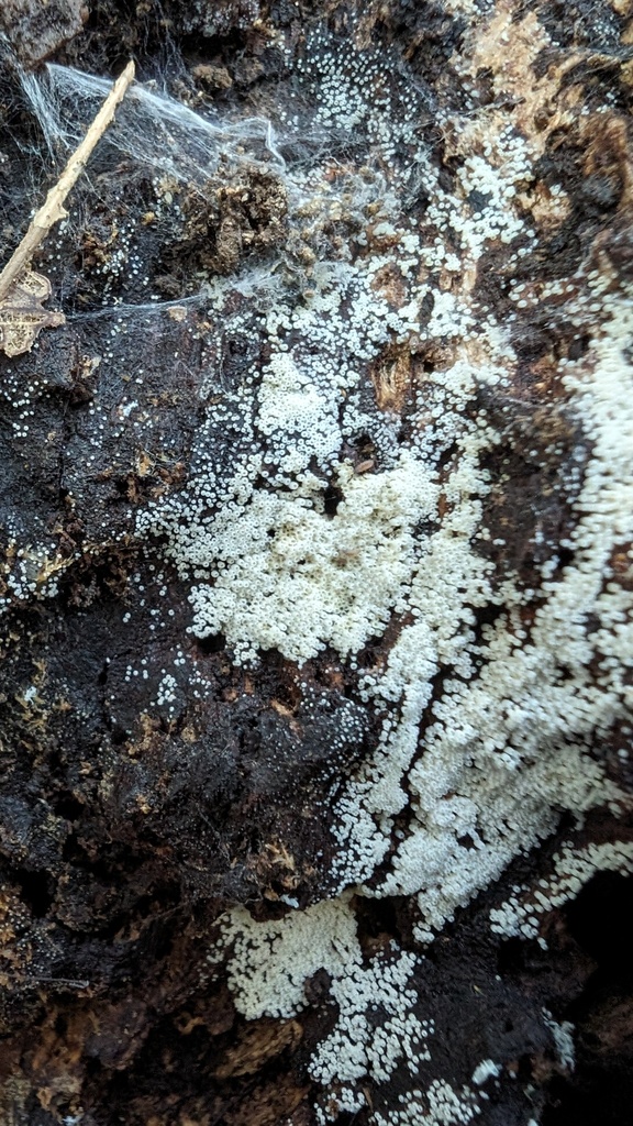 Henningsomyces candidus · March 2024 · photo: © atsushi_nakajima_cirque (iNaturalist, cc-by)