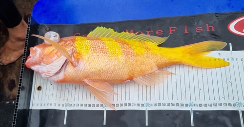 Pristipomoides zonatus observed 2024-03-03
