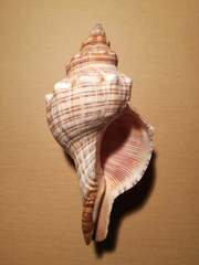 Filifusus filamentosus