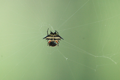 Gasteracantha rhomboidea