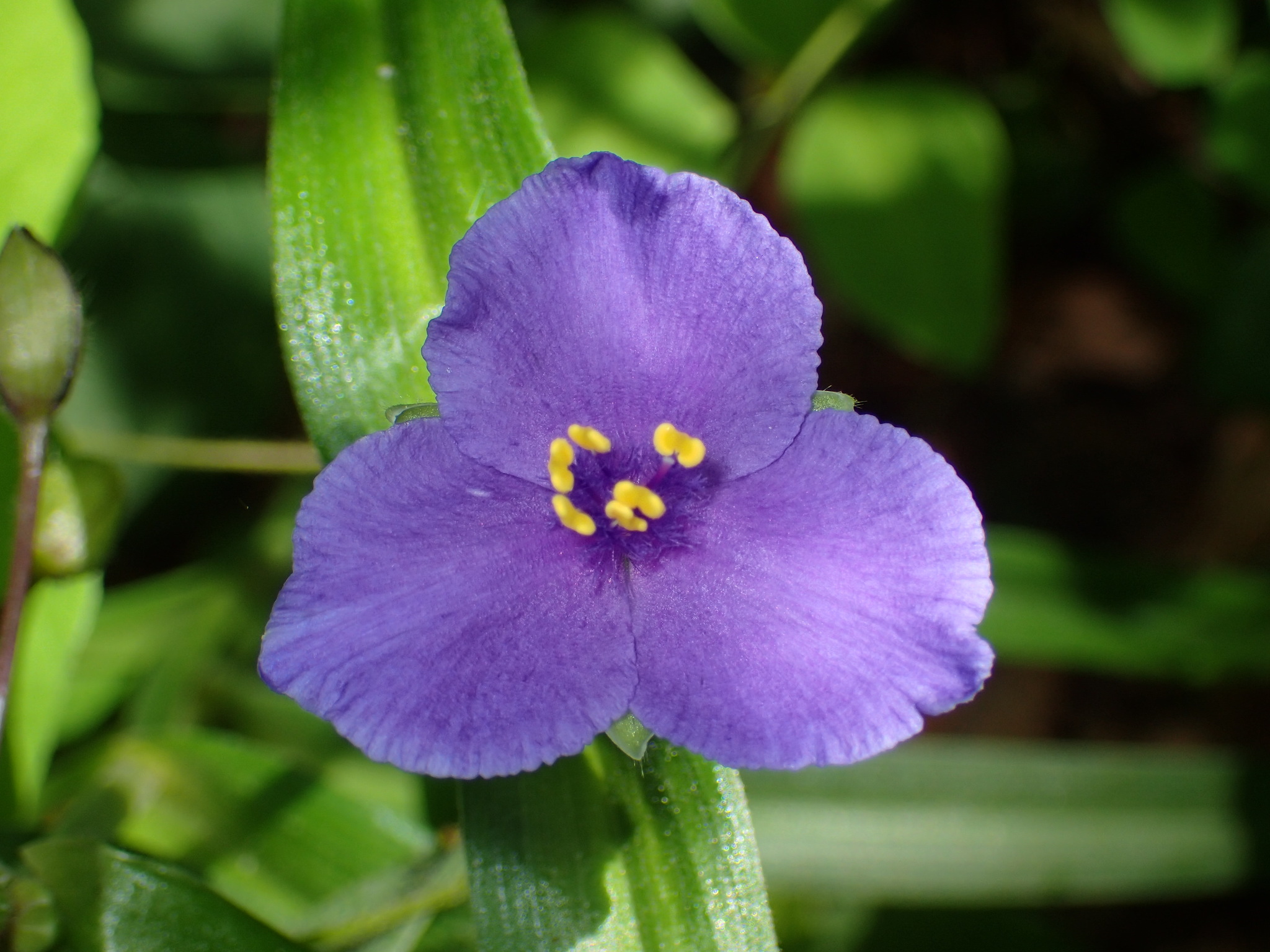 Tradescantia