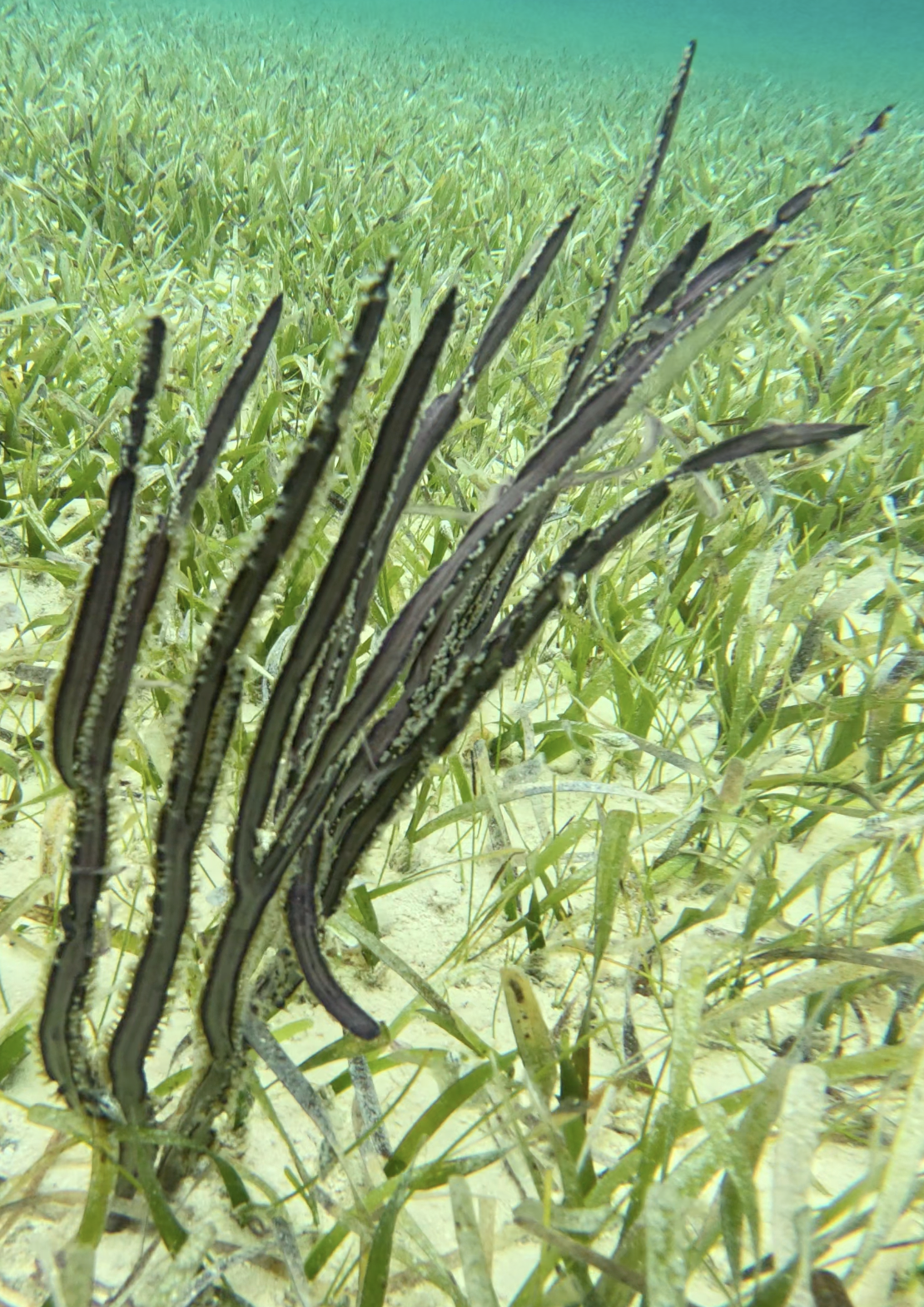 Pterogorgia anceps (Pallas, 1766)