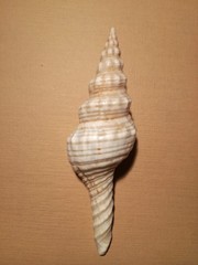 Marmorofusus nicobaricus